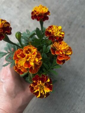 Two-Tone Marigold Faux Floral Accent - Yellow & Red